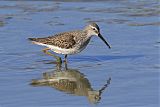 Stilt Sandpiperborder=